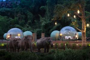 Binatang di resort atau berdekatan