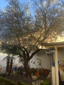 Ein Baum in einem Hof neben einem Haus in der Unterkunft B&B Dal Fiocinino in Comacchio