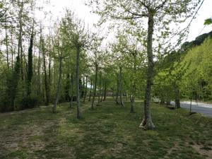 un groupe d'arbres dans un champ à côté d'une route dans l'établissement Apartaments Rural Montseny, à gualba de Dalt