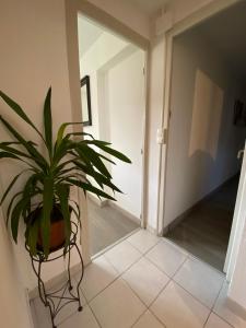 a plant sitting on a chair next to a door at Le gîte du cavalier au cœur de la Forêt/jacuzzi in Dole