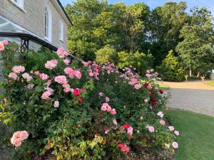 un cespuglio di rose rosa di fronte a una casa di Cary Fitzpaine House a Babcary