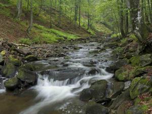 a stream in a forest with rocks and trees at Cabana Andra & Gasthaus Wallner in Semenic
