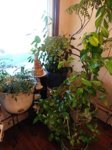 a group of potted plants in a room with a window at Scottish Inns Fayetteville in Fayetteville