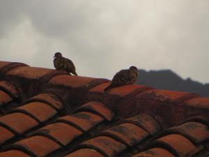 three birds sitting on top of a roof at Hotel Pakaritampu in Ollantaytambo