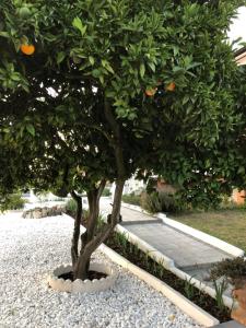 Billede fra billedgalleriet på My house in Mira - Cantanhede Mira Beach Cantanhede i Senhora das Febres