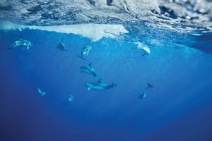 a group of dolphins swimming in the ocean at Reid's Palace, A Belmond Hotel, Madeira in Funchal