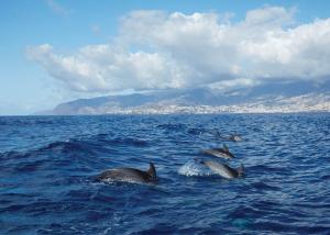 a group of dolphins swimming in the water at Reid's Palace, A Belmond Hotel, Madeira in Funchal