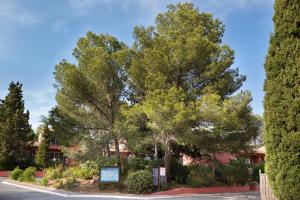 a large tree in front of a building at SOWELL RESIDENCES Chênes Verts in Saint-Raphaël