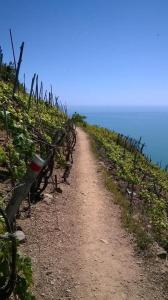 Phong cảnh thiên nhiên gần căn hộ