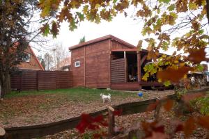 a dog standing in front of a house at Maly Domek Zalesie in Barczewo