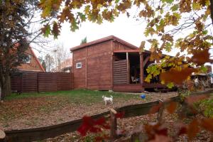 a dog standing in front of a house at Maly Domek Zalesie in Barczewo +11 photos