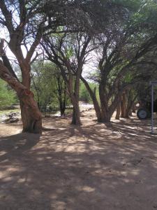 een rij bomen met hun schaduwen op de grond bij Old Bridge Camping in Maltahöhe