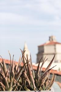 Снимка в галерията на Agave in Città в Ливорно