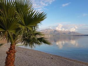 a palm tree on the shore of a body of water at SeaSide House in Herceg-Novi