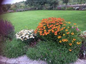 - un bouquet de fleurs dans un jardin avec une pelouse dans l'établissement Glenderan B&B, à Westport