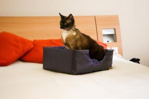a cat sitting on top of a box on top of a bed at Novotel Porto Alegre Tres Figueiras in Porto Alegre