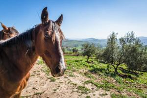 Animales en el hotel o alrededores