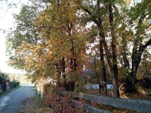 a road with trees and a fence at Cozy House Mētriņi in Ķekava