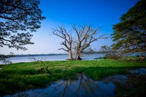 un árbol en medio de un cuerpo de agua en Tissa Rainbow Guest & Yala en Tissamaharama