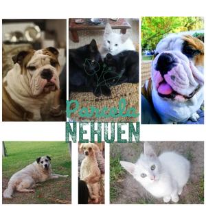 un collage d’images de différents types d’animaux dans l'établissement Parcela 9 Nehuen, à Talagante