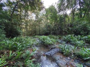 un jardín con plantas, rocas y árboles en Jungle Eco Reserve en Colón