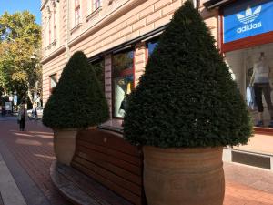 two large potted trees sitting in front of a store at Gutenberg Apartments in Szeged