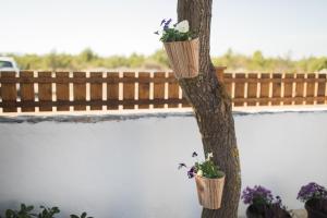 Zahrada ubytování Villa Rustica