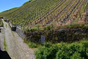 a vineyard on a hill next to a road at Apartment Weinberg in Ürzig