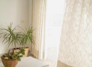 dos plantas sentadas en una mesa junto a una ventana en Sa Barda - Formentera Break, en Sant Ferran de Ses Roques