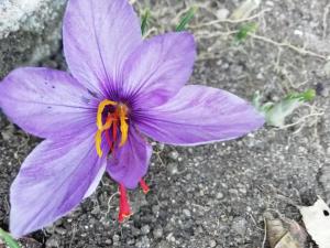 로리카에 위치한 Guest House Caracas에서 갤러리에 업로드한 사진