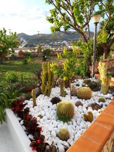 a garden with cacti and other plants and rocks at Villa Ersilia in Ponza