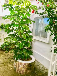 Κήπος έξω από το Résidence ARCHANGE