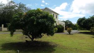 a tree in a yard in front of a house at Manuae House of Birds 1 in Cliftons