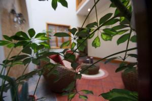 Gallery image of Pepe's House Cuenca I Hotel & Boutique Hostel in Cuenca