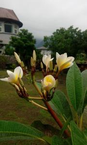 吉安的住宿－吉安笠園，植物上一束白色的花