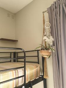 a bedroom with a bunk bed and a plant in a basket at Boho Hostel in St. Julianʼs
