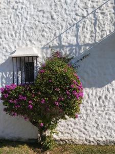 Ogród w obiekcie Benamara Gardens, Apartment with Pool, 100m from Beach near Marbella & Estepona