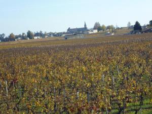 um campo cheio de flores amarelas num campo em Le Clos des Rosiers em Saint-Émilion