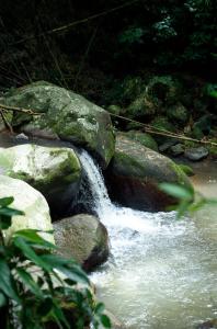 a stream of water with rocks in a forest at Martinique Treehouse in Canton Suisse