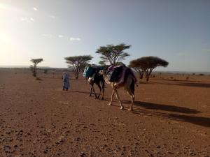 Khách lưu trú tại Sahara Peace