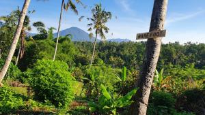 un panneau de rue sur un palmier dans une forêt dans l'établissement Hara Bali Eco Homestay, à Balian