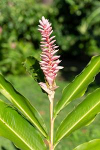 a pink flower on a stem with green leaves at Gîtes de la coulisse in Trois-Rivières