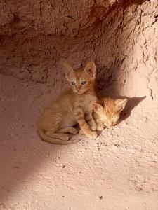 Thú nuôi lưu trú tại Sahara Peace