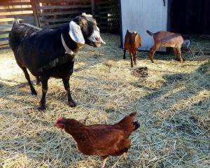 a group of goats and chickens standing in hay at The Andiron Seaside Inn & Cabins in Little River