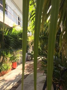 a view of a building through the palm trees at Posada Olmeca in Playa del Carmen