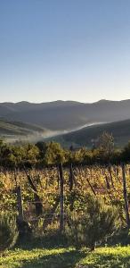 d'un vignoble avec une clôture et une vue sur les montagnes. dans l'établissement Agriturismo La Casaccia, à Anghiari