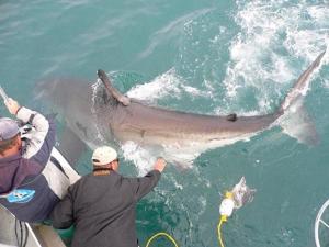 a large shark is being held up by two people at Gansbaai Lodge & Backpackers in Gansbaai