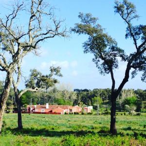un campo con tres árboles y un granero rojo en Verdemar, en Cercal