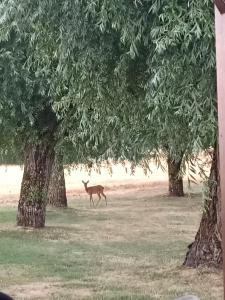 a deer walking through a field between two trees at Chez Magali in Courtemaux