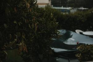 a bush next to a table with snow on it at The Garden apartment in Nazareth